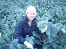 ブロッコリー収穫