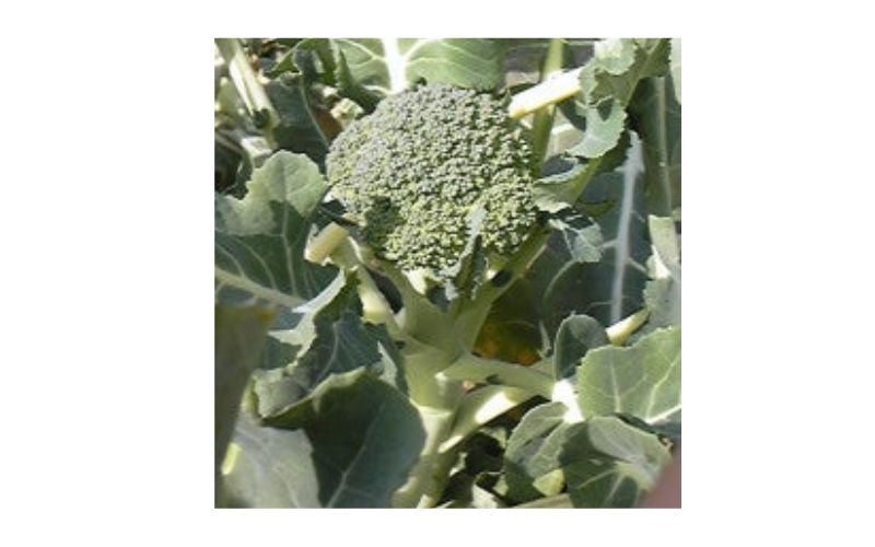 ブロッコリー収穫