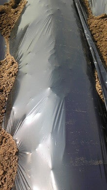 じゃがいもマルチ