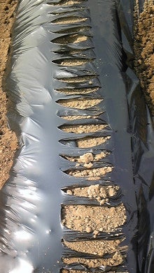 じゃがいもマルチはる