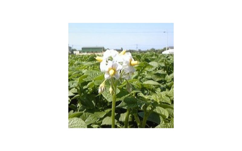 ジャガールファーム