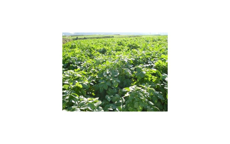 ジャガールファーム