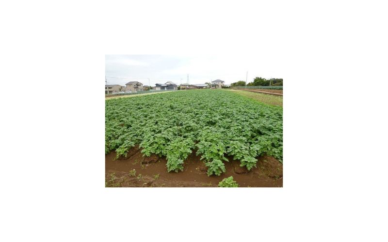 ジャガールファーム