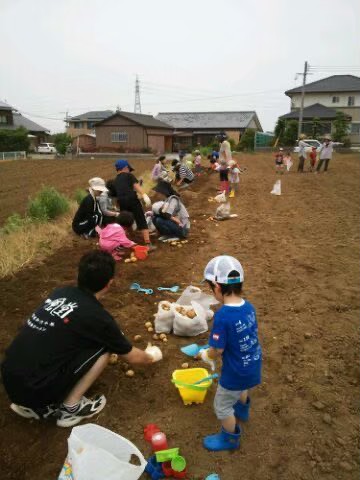 じゃがいも掘り