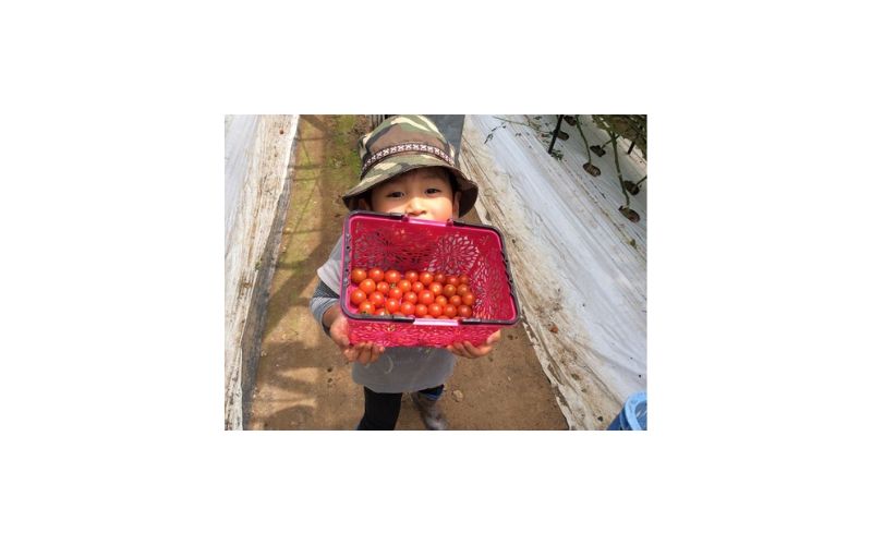 プチトマト狩り