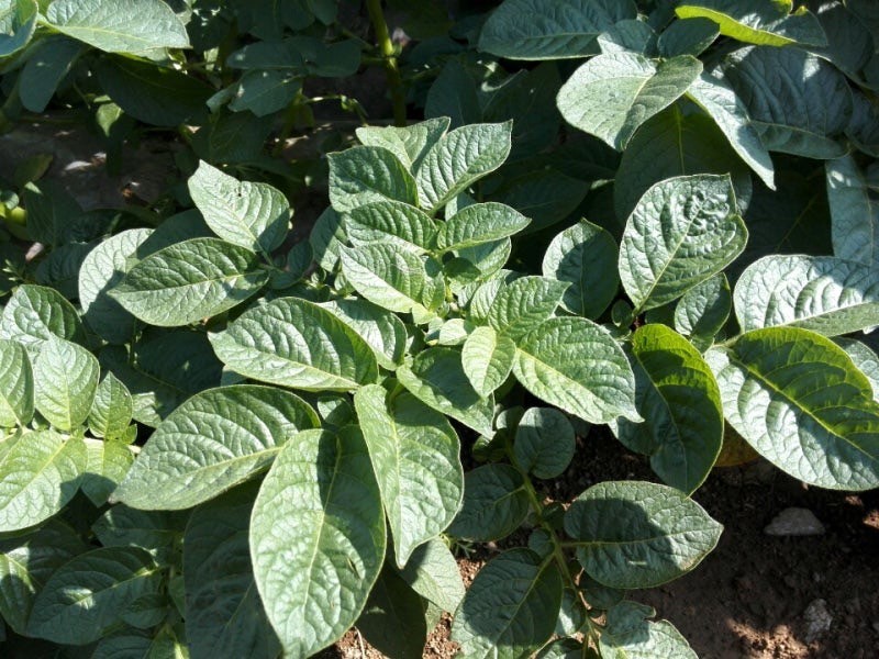 新じゃがいも堀り