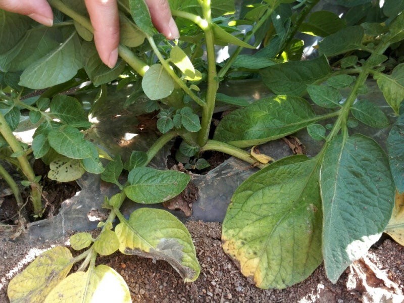 新じゃがいも堀り