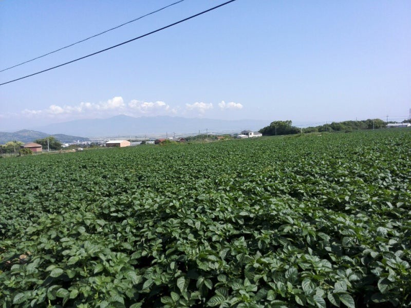 新じゃがいも堀り