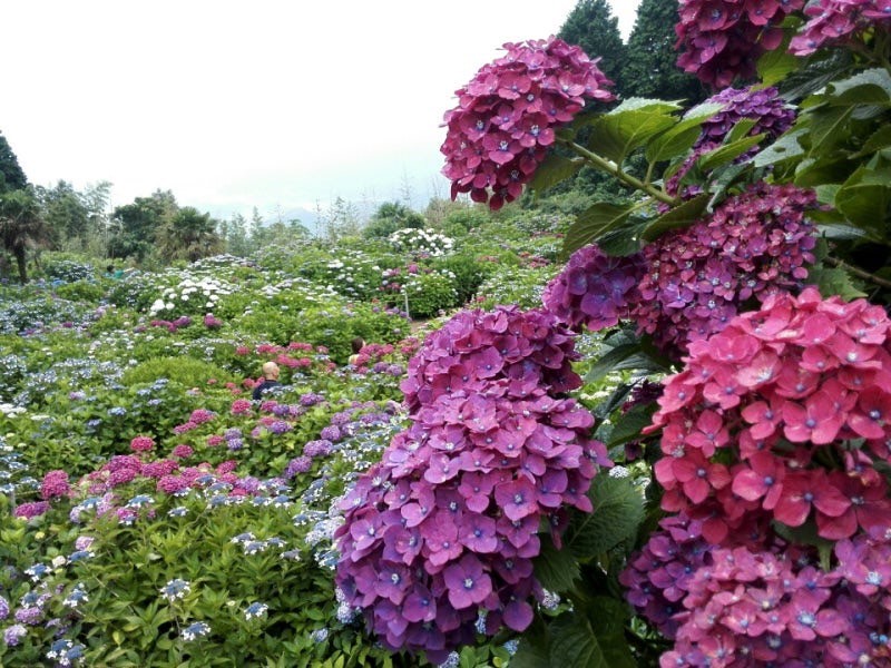 あじさい寺