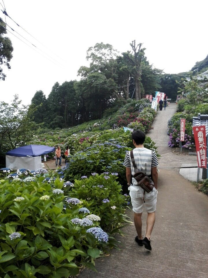 あじさい寺