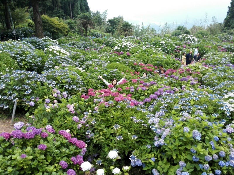 あじさい寺