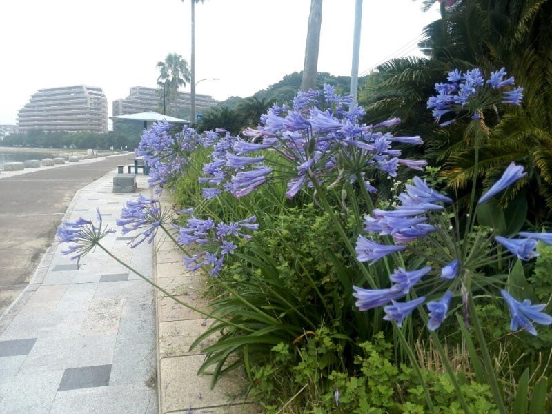 ランニングサークル