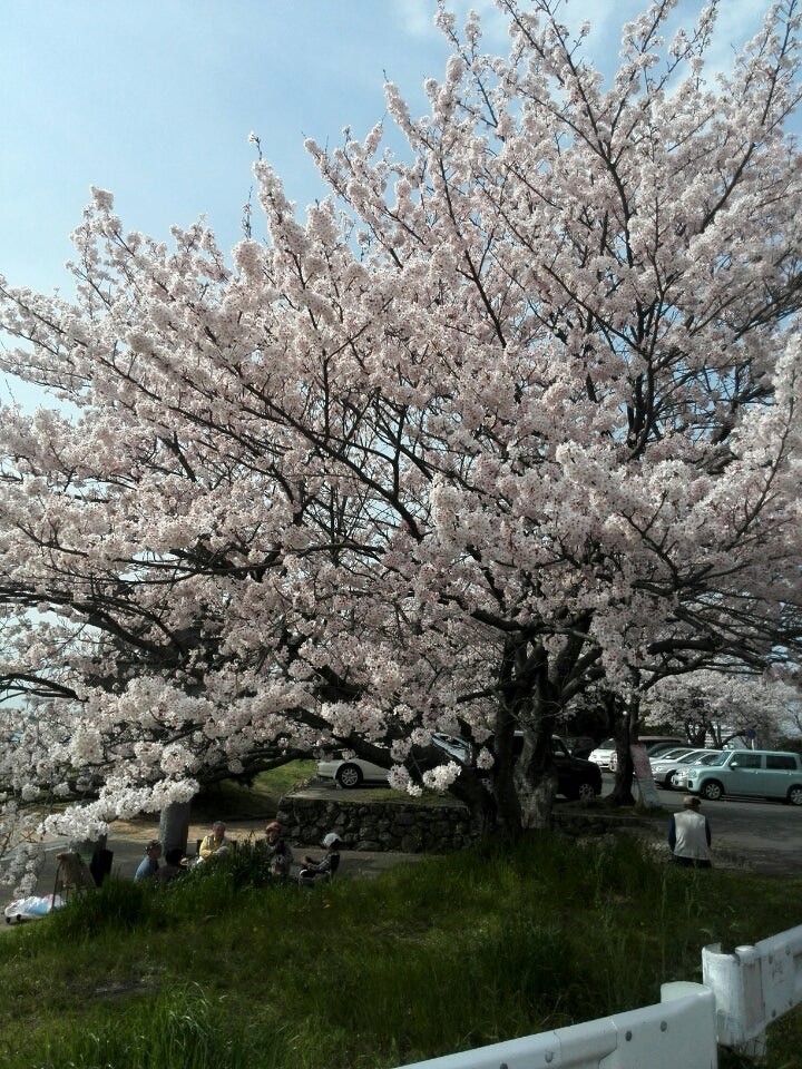 桜