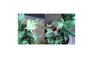 フジシタガーデン