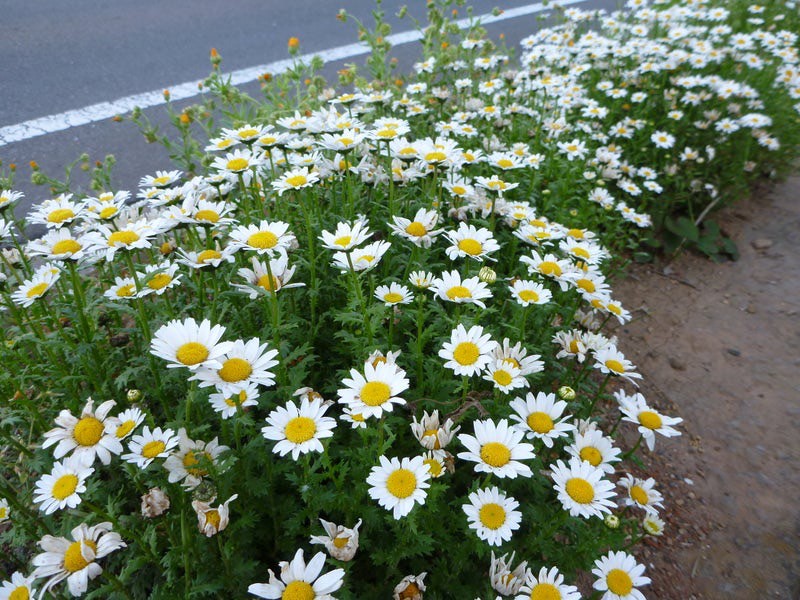 フジシタガーデン