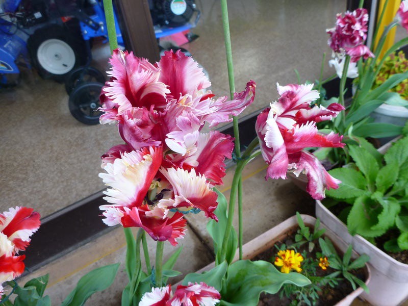 フジシタガーデン