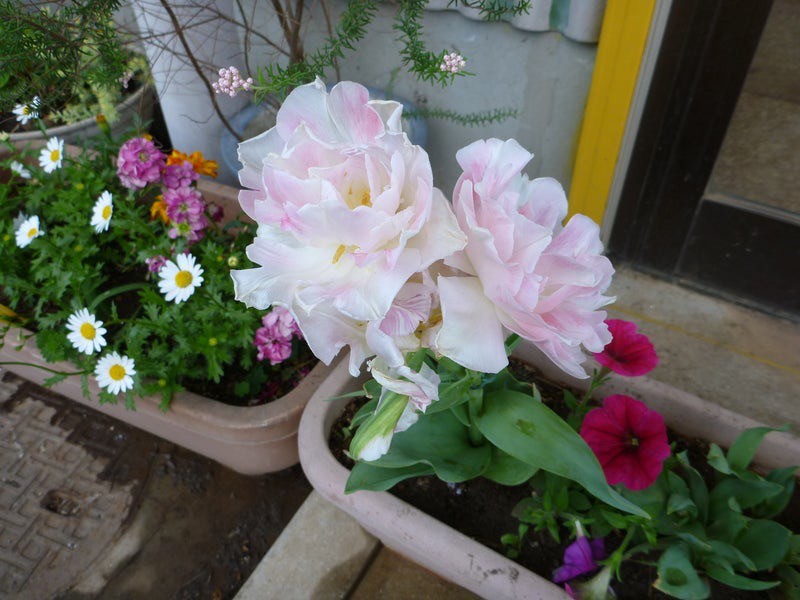 フジシタガーデン