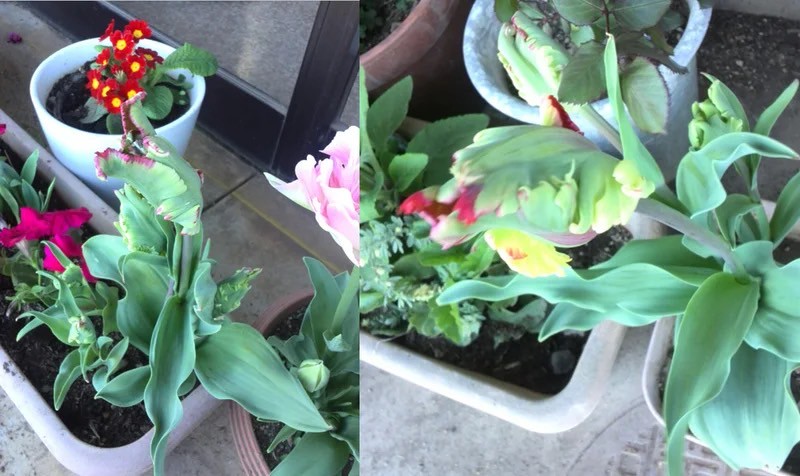 フジシタガーデン