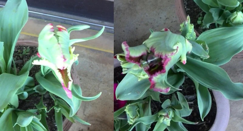 フジシタガーデン