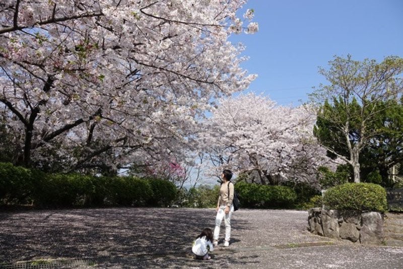 満開の桜