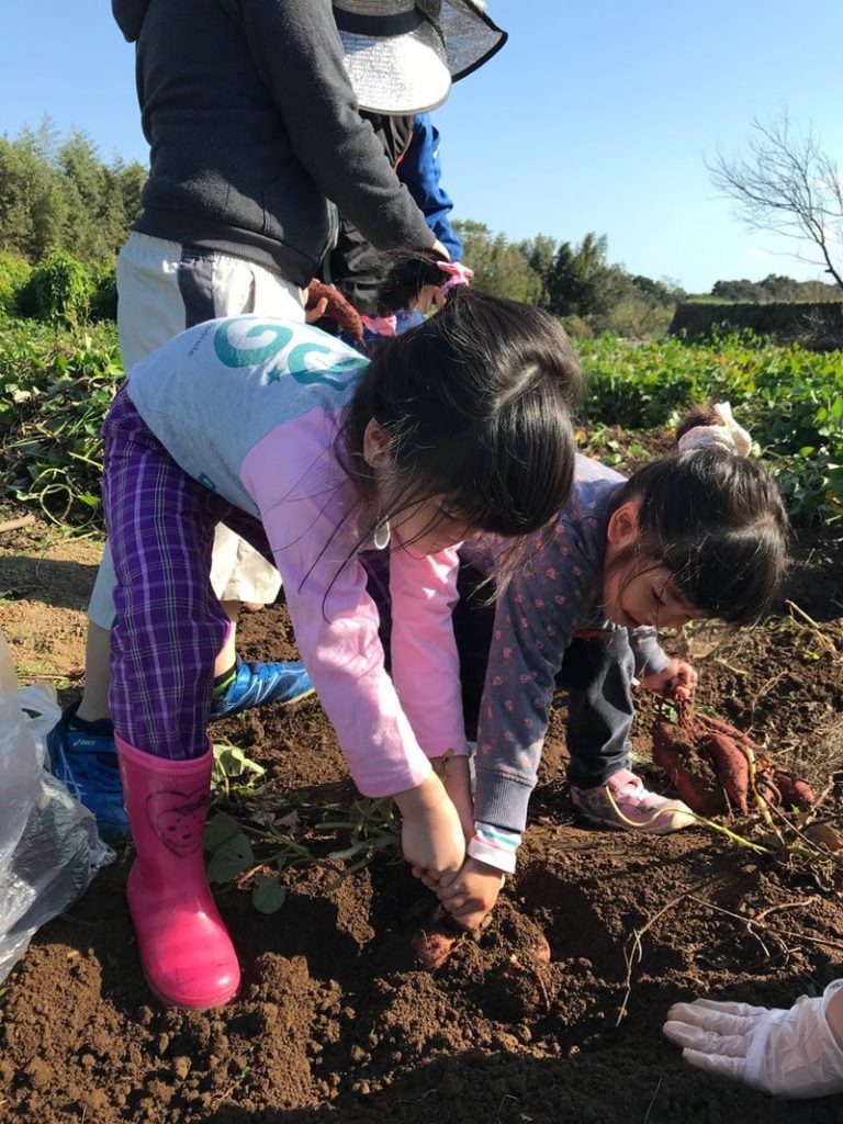 サツマイモ芋掘り