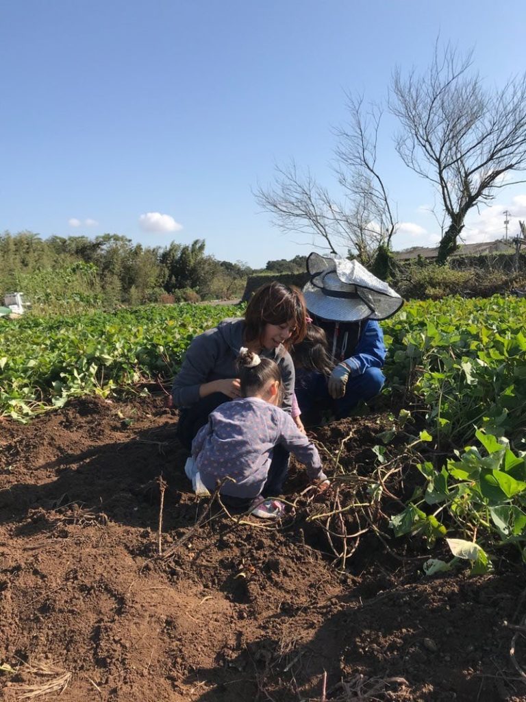 サツマイモ芋掘り