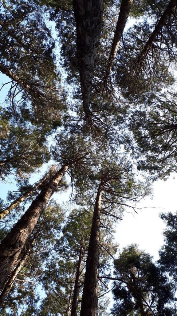 ピクニカ共和国