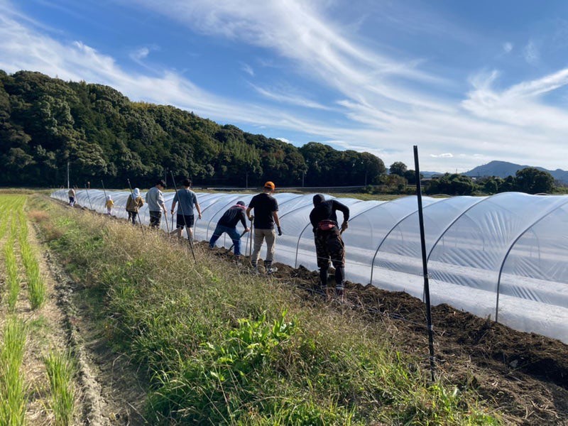 ビニールハウスづくり